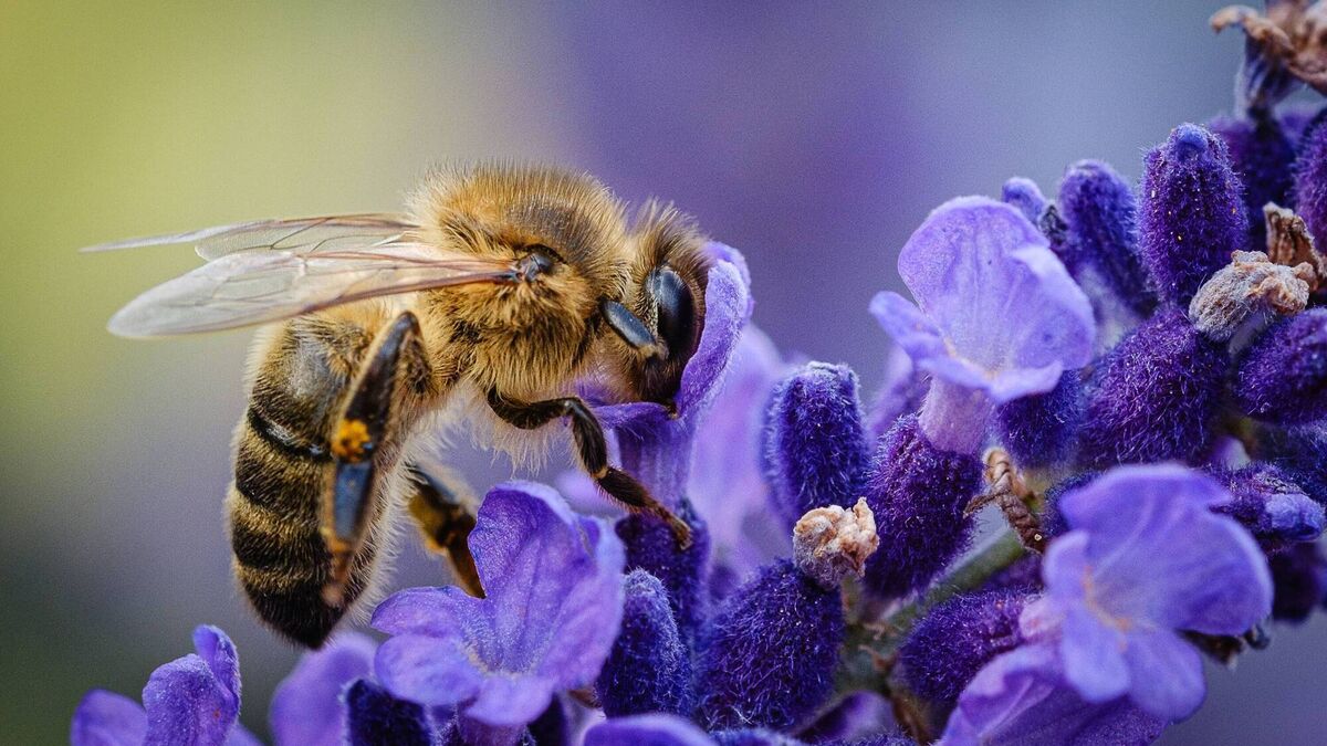 Exploring the wondrous world of bees