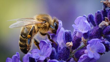Exploring the wondrous world of bees