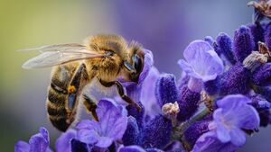 Exploring the wondrous world of bees