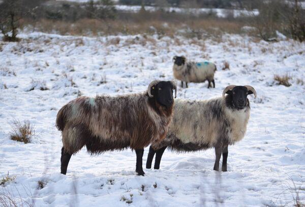 In 1947, many sheep perished while seeking shelter from the storm in the Ox Mountains' hallows that became massive tombs covered by tons upon tons of drifted snow. Picture: Pat McCarrick