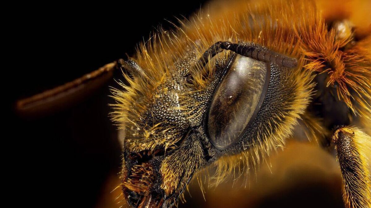 Monitoring Ireland's pollinators is focus of National Museum talk