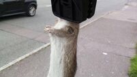 Rats 'running wild' and a big health issue in Mayo town