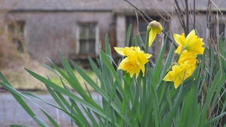 Daffadowndillys – The cloths of heaven