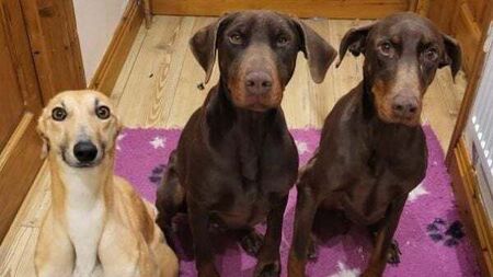 'Seriously over capacity' dog rescue in Tipperary forced to close doors