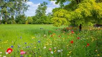 Mayo biodiversity projects receive State funding
