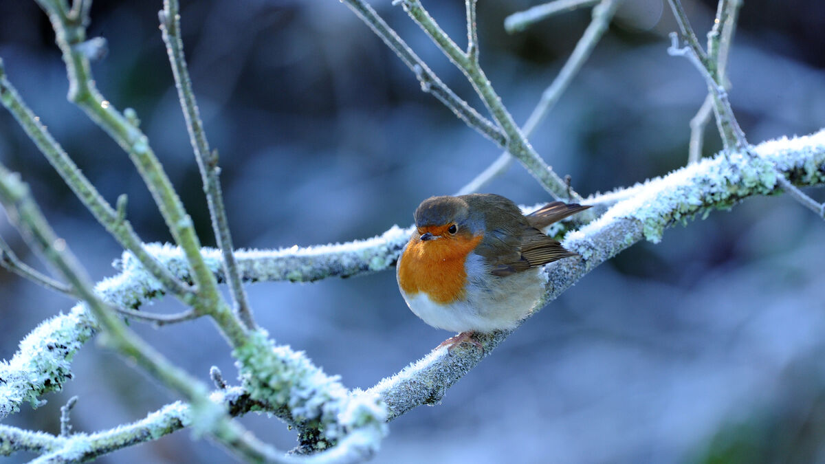 The harbinger of Spring is always welcome