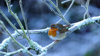 The harbinger of Spring is always welcome