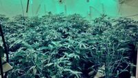 Gardaí seize €300,000 of cannabis after grow houses discovered in Galway
