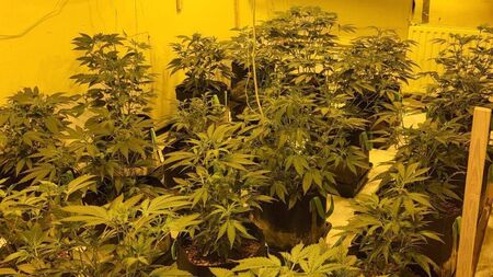 Gardaí seize €300,000 of cannabis after grow houses discovered in west