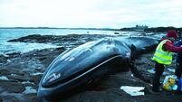 Council reveals costs for burial of whale