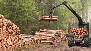 Opposition to major forestry scheme gets backing of councillors Opposition to major forestry scheme gets backing of councillors