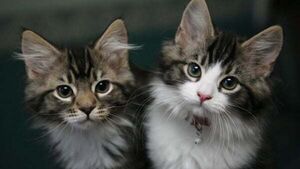 Man charged with animal cruelty for endangering life of 'small black kitten'