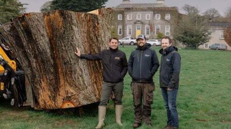 Ancient oak which fell in storm to live on as casks for revived whiskey brand