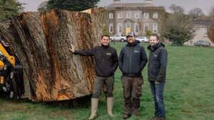 Ancient oak which fell in storm to live on as casks for revived whiskey brand Ancient oak which fell in storm to live on as casks for revived whiskey brand