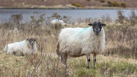 New National Sheep Welfare Scheme open for applications
