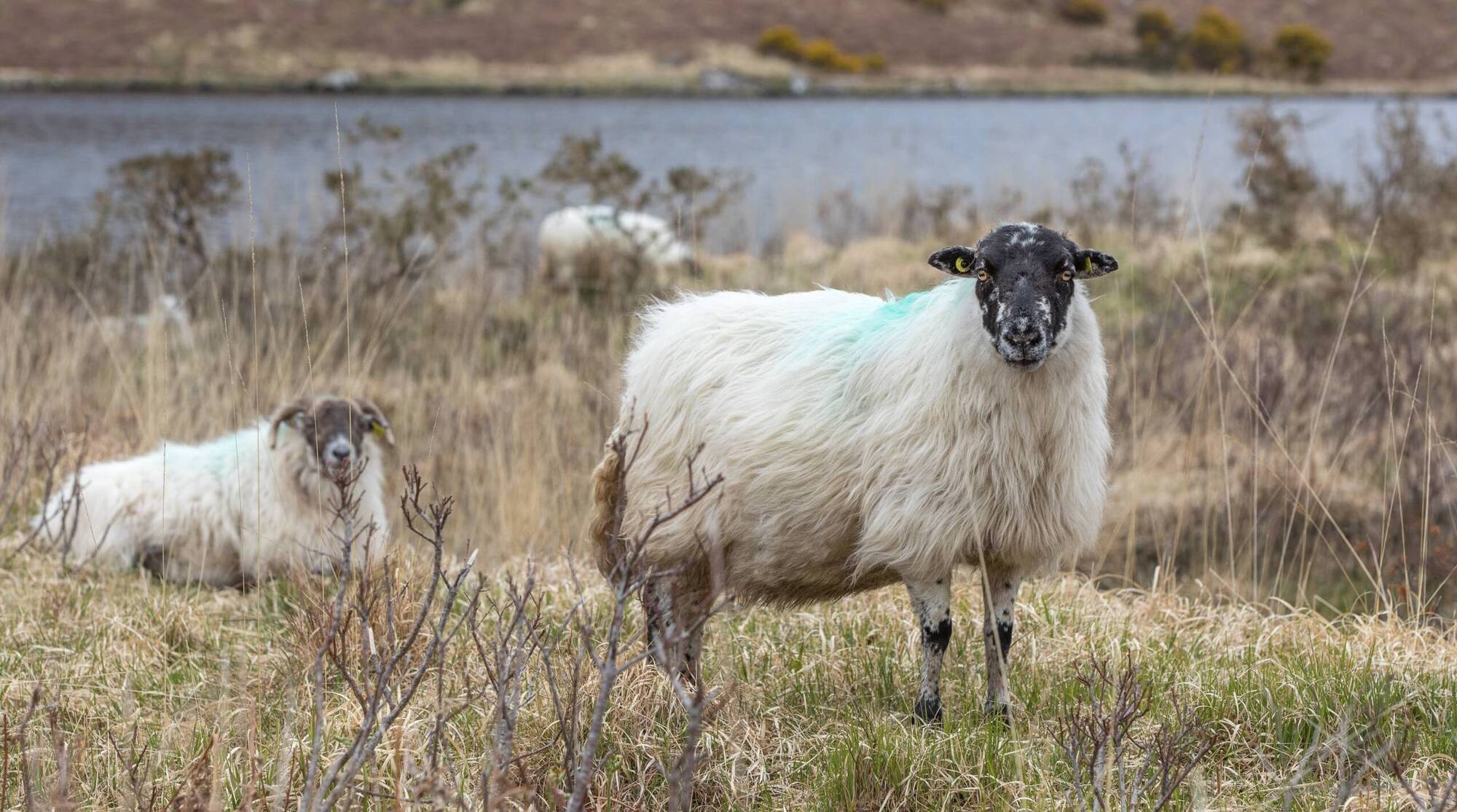 New National Sheep Welfare Scheme open for applications - news - Vimarsana News