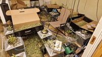 Cannabis worth €700,000 seized in Roscommon