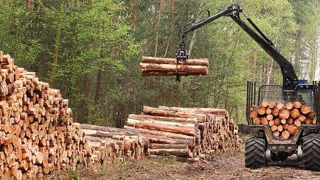 Government's foresty policy is 'unsustainable', says Mayo councillor