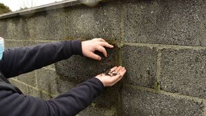 Sixteen pyrite homes in Mayo have been rebuilt to date  