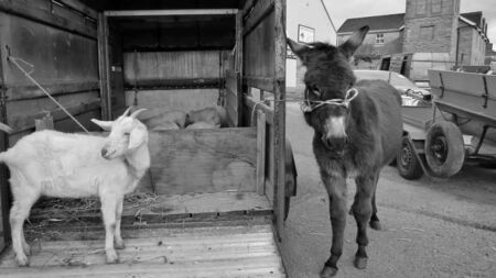 Old tradition returns to Ballaghaderreen