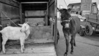 Old tradition returns to Ballaghaderreen