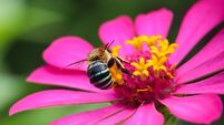Step inside the fascinating world of our bees
