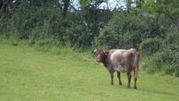 The Shorthorn cow who terrorised our farm