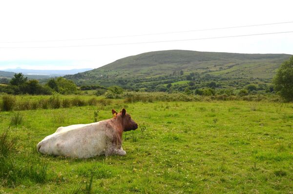 The Shorthorn cow: a warm, good-natured and productive creature. 