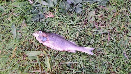 Uisce Éireann is blamed for fish kill at Mayo beauty spot