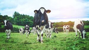 Farmers are told not to fear a marked increase in Mayo County Council inspections