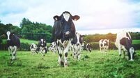 Farmers are told not to fear a marked increase in Mayo County Council inspections