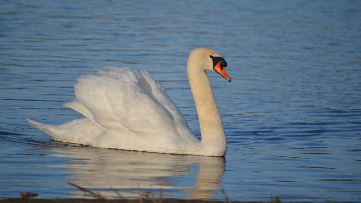 The swan has inspired many Irish legends and fairytales