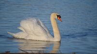 The swan has inspired many Irish legends and fairytales