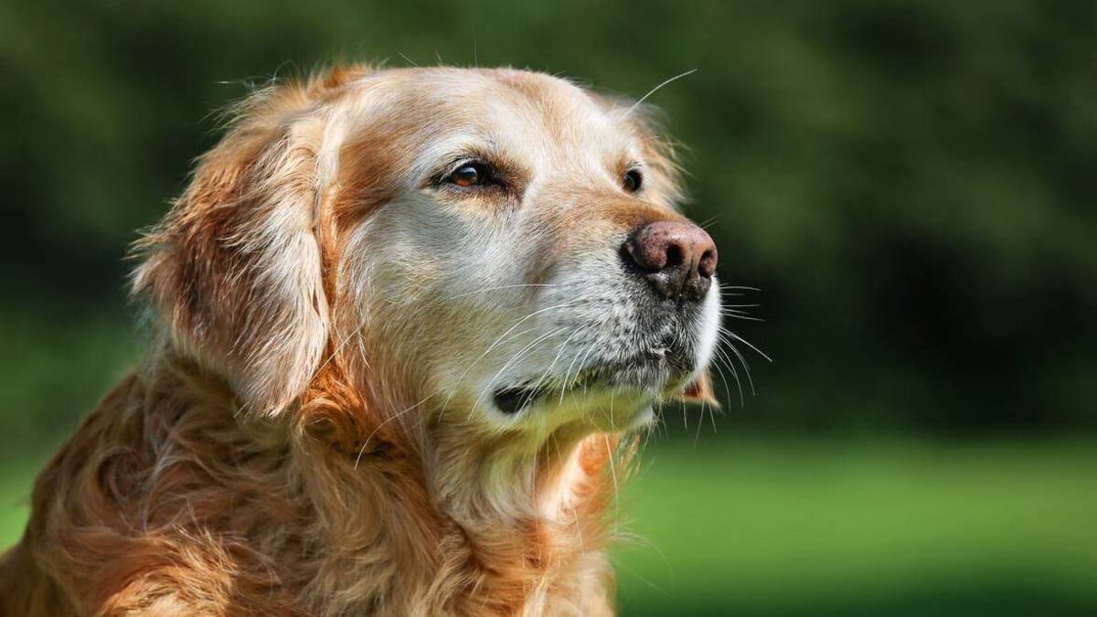 Dog wardens to inspect Mayo town next week