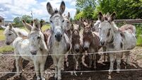 The humble donkey served rural Ireland well