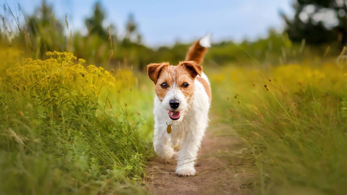 Dog wardens to continue patrol around Mayo