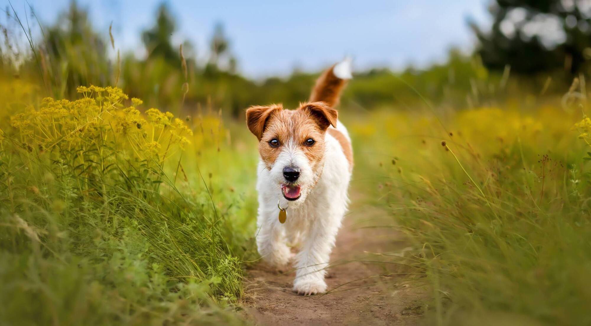 dog-wardens-to-continue-patrol-around-mayo-news-western-people