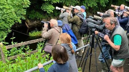 International birdwatchers flock to Mayo village after sighting of rare bird