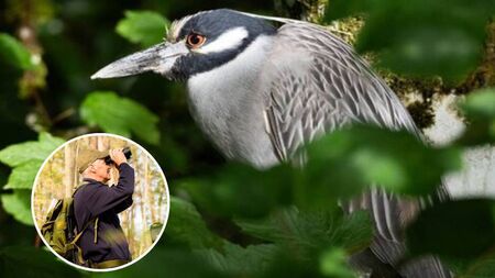 Rare bird in Mayo: Description, origin and how long it will stay