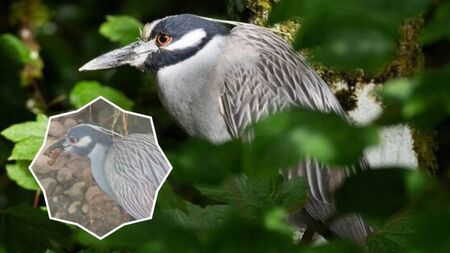 Watch: Rare bird in Mayo settling into surroundings