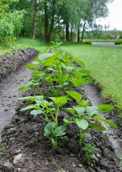 The reproduction of a potato is in essence very simple; you plant a potato and over time it reproduces twenty-fold. 
