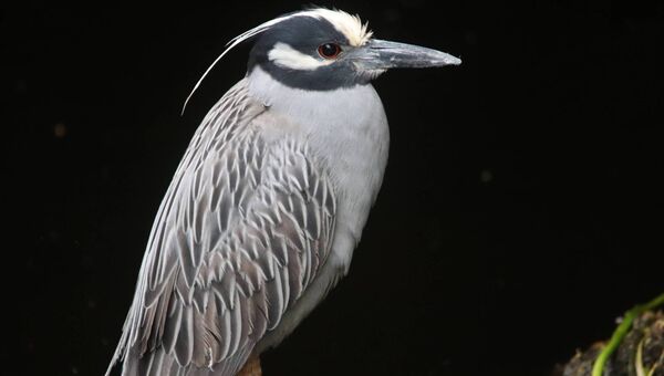 All the pigeons, crows and magpies in Belcarra were furiously jealous as “Lorrie” the Yellow-crowned night Heron, a solitary rare visitor from North America was photographed and viewed by hundreds of people in Belcarra last week. Picture by Tom Quinn