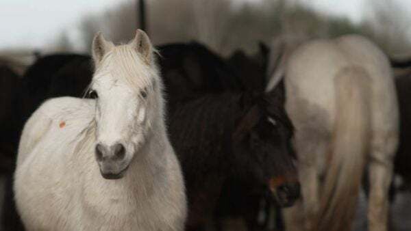 EU investigation launched after RTÉ documentary highlighted abuse of horses