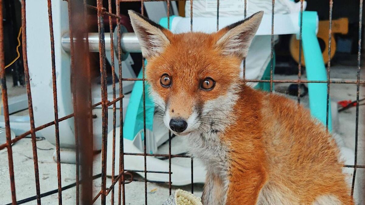 Gardaí find fox cub in a cage at Mayo property