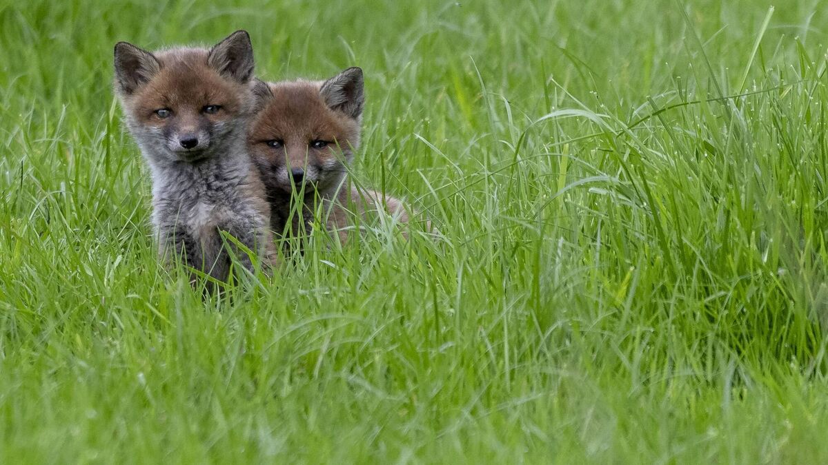Parenting lessons from the animal kingdom
