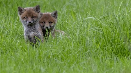 Parenting lessons from the animal kingdom