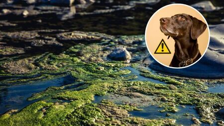 'Potential to cause animal fatalities' - Mayo dog owners warned of dangerous toxins in rivers