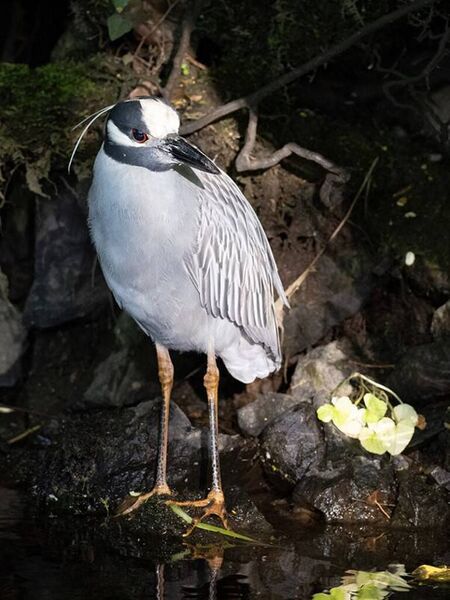 The impressive yellow-crowned night heron living in Belcarra, captured here by local photographer Geraldine Nee.