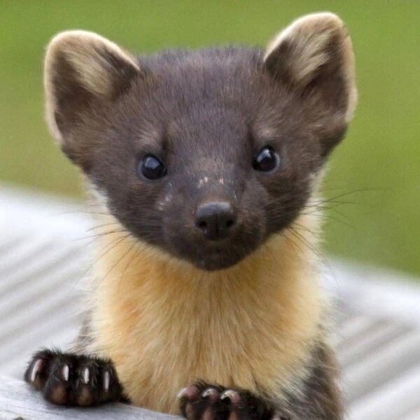 Contrary to popular opinion, it is said the pine marten does not kill for fun - even if it doesn't eat all its prey. Contrary to popular opinion, it is said the pine marten does not kill for fun - even if it doesn't eat all its prey.