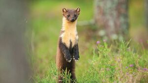 The Pine Marten – Our friend or our foe?